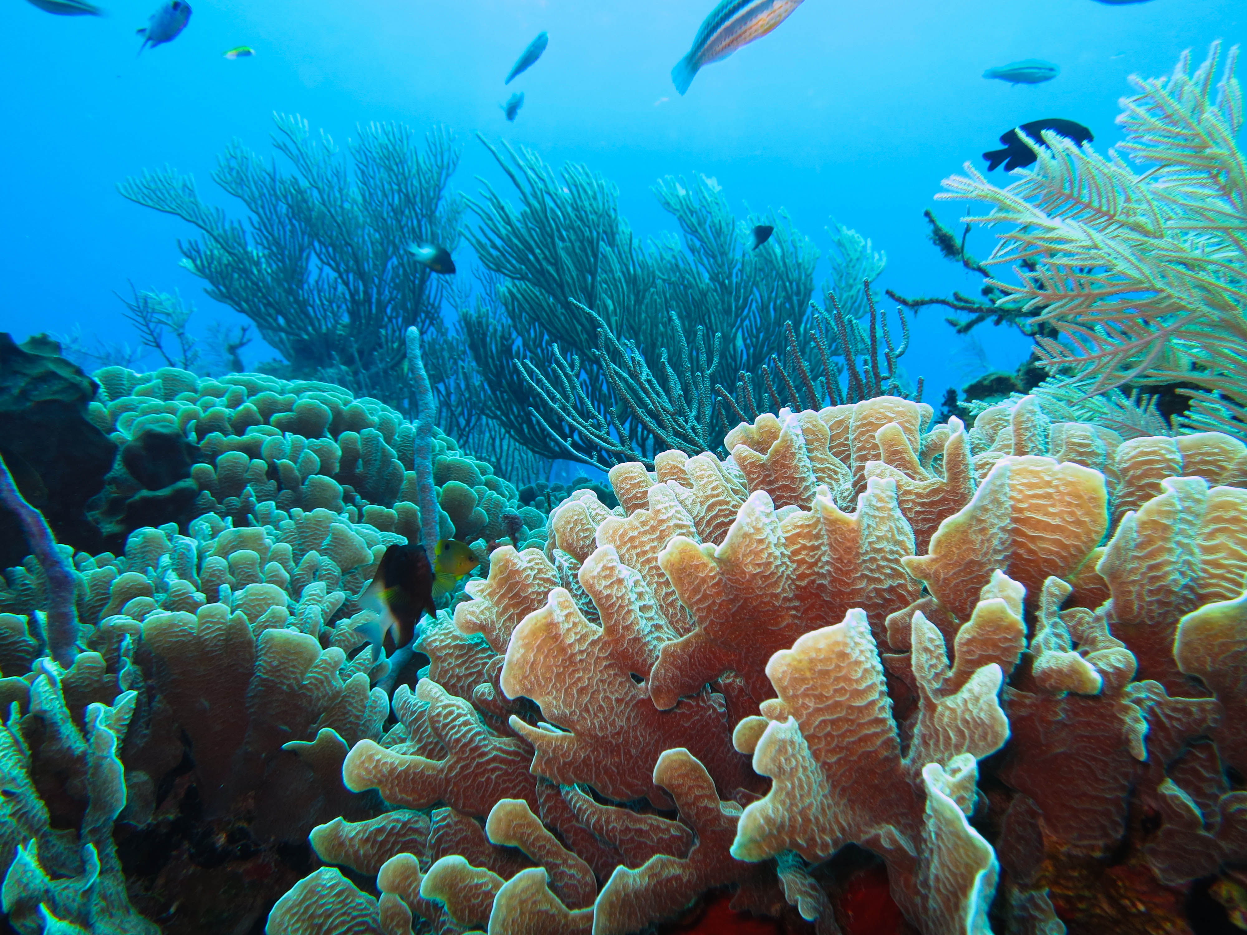 Coral video. Коралловый Барьерный риф. Полипы Барьерный риф. Барьерный риф кораллы. Водоросли большого барьерного рифа.